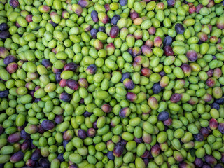 La ceuillette des olives de Provence
