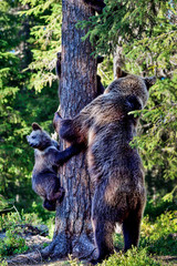 Brown bear with cubs