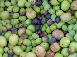 La ceuillette des olives de provence