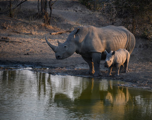 White Rhinos at Water Hole
