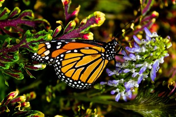 Fototapeta na wymiar Butterfly on a flower. 