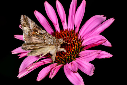 Silver Y moth