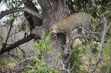 African Leopard Climbs from Tree