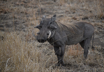 Warthog in South Africa