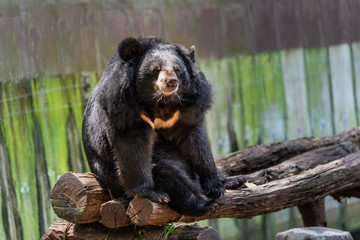 Asian black bear:Ursus thibetanus, in the zoo