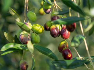 Gros plan sur olives de Provence à maturité prêt pour la récolte
