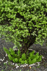close up to a Common juniper in a park, beautiful tree