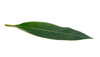 Obraz premium green leaf of frangipani isolated on the white