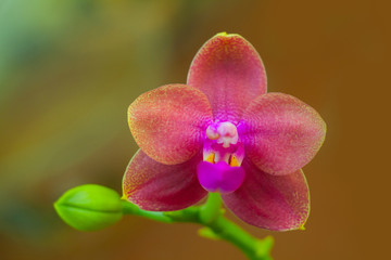 Obraz premium Beautiful rare orchid in pot on blurred background