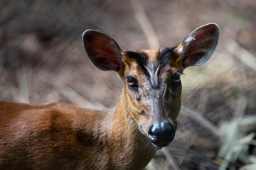 Barking deer; Muntiacus Aquaculture in the zoo