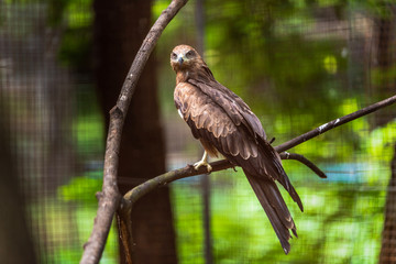 Milvus migrans culture in the zoo