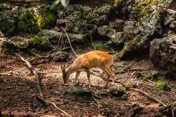 Obraz premium Barking deer; Muntiacus Aquaculture in the zoo