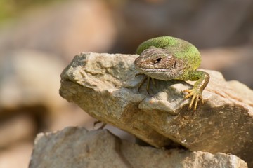 Lizard on a rock