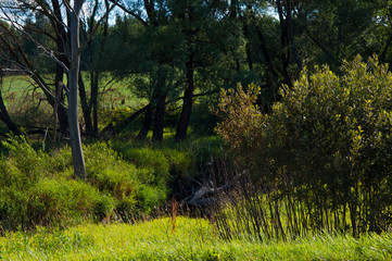 Dandelions in the clearing forest edge