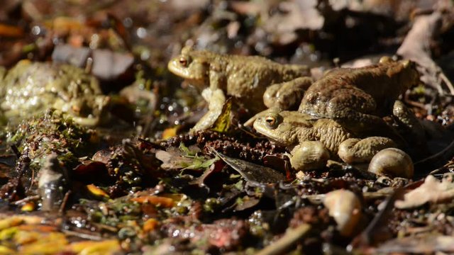 Mass mating of the toads in a pond