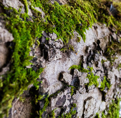 A wooden log with moss - a close up photo