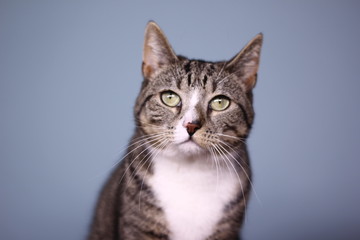 Fototapeta premium Cat in front of a blue background