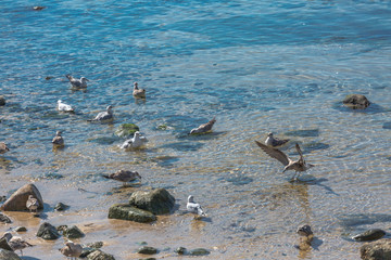 View at the sea and rocks with seagulls on atlantic ocean