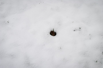Grass peeking through the snow