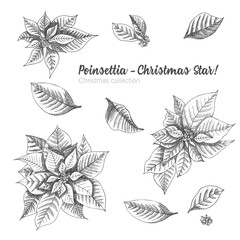 Set of hand drawn sketch Christmas poinsettia flowers. Vintage style. Traditional christmas decoration. For design holiday card, invitation, poster, banner.