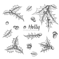 Set of hand drawn sketch Christmas holly branches. Vintage style. Traditional christmas decoration. For design holiday card, invitation, poster, banner.