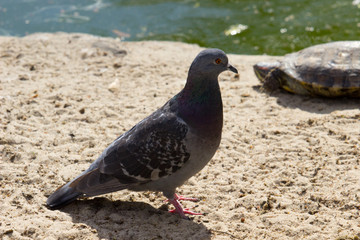 Dove stand on sand