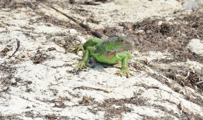 Iguana at the Florida Keys in winter time