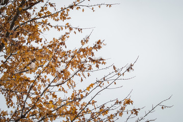 Obraz premium Snow Covered Tree Branches