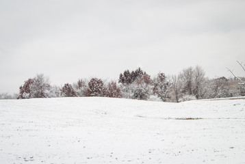 Fototapeta na wymiar Winter Tree Line in Snowy Field
