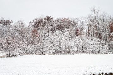 Winter Tree Line in Snowy Field