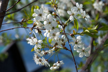 Цветение / Flowering