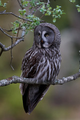 Great grey owl (Strix nebulosa)