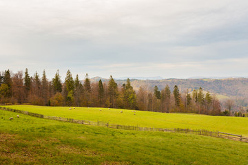 Fototapeta premium Beautiful autumn landscape with sheeps