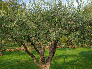 Olivier d'Europe (Olea europaea). Oliveraie provençale
