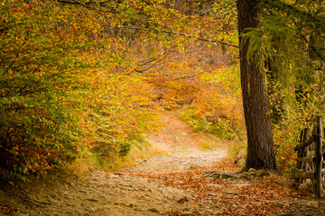 Beautiful polish autumn woods landscape