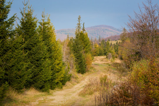 Beautiful polish autumn woods landscape