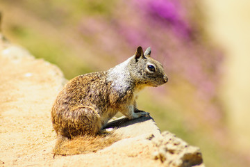 Squirrel on a sandstone cliff