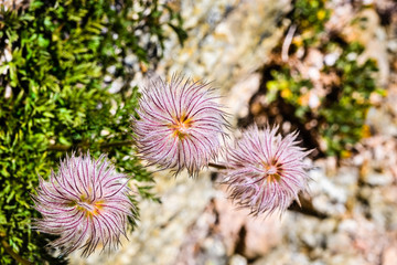 Close up of Western anemone (Anemone occidentalis) gone to seed on the slopes of Sierra Nevada mountains, Sequoia National Park, California