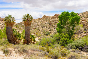 Joshua Tree NP Landscape