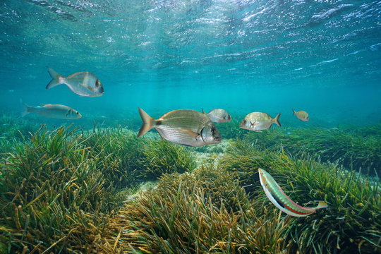 Mediterranean fishes underwater with neptune sea grass below water surface, Cabo de Palos, Cartagena, Murcia, Spain