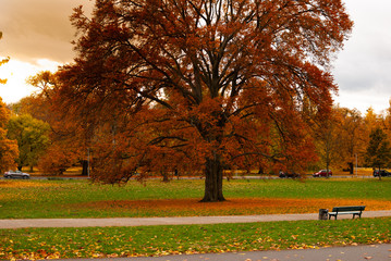 A big tree with red leaves in autumn on a green field