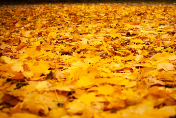 Close up of thousands of yellow leaves in autumn