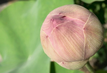 Lotus flower
