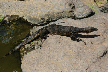 Asian water monitor lizard walking from water to rocky land in Bali, Indonesia