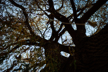 Obraz premium A big tree with colorful leaves in autumn from below