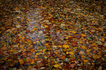 Close up of red orange yellow colorful leaves in autumn in water
