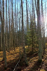 Coniferous and deciduous trees on a sunny autumn day in late October. Great illustration of nature.