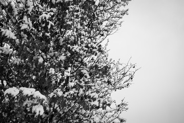Snow Covered Tree Branches