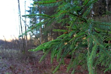   trees on a sunny autumn day in late October. Great illustration of nature.