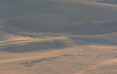 Fototapeta na wymiar Schafherde in Hügeln mit Streiflicht